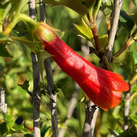 Desfontainia spinosa